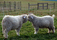 Sheep Pair