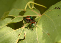 beetle mating