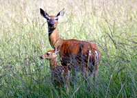Deer with fawn