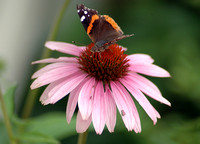 coneflower with butterfly