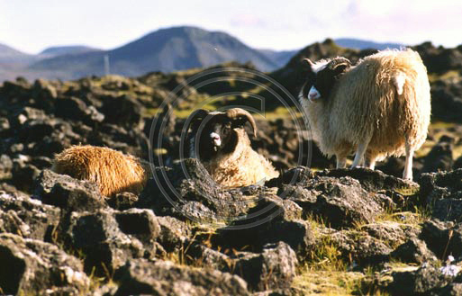 Icelandic Sheep