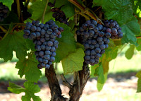 grapes in y-vine