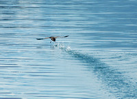 Alaskan Bird Taking Off