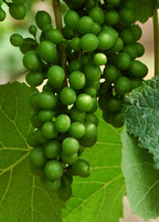 Young Grapes