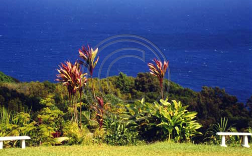 Maui Garden